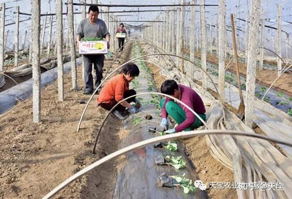 大棚甜瓜效益如何_农广天地大棚甜瓜种植技术视频_大棚甜瓜致富经