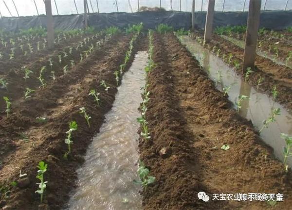 大棚甜瓜效益如何_农广天地大棚甜瓜种植技术视频_大棚甜瓜致富经