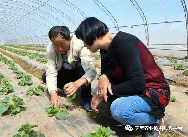 大棚甜瓜致富经_大棚甜瓜效益如何_农广天地大棚甜瓜种植技术视频