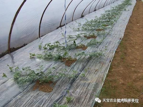 农广天地大棚甜瓜种植技术视频_大棚甜瓜致富经_大棚甜瓜效益如何