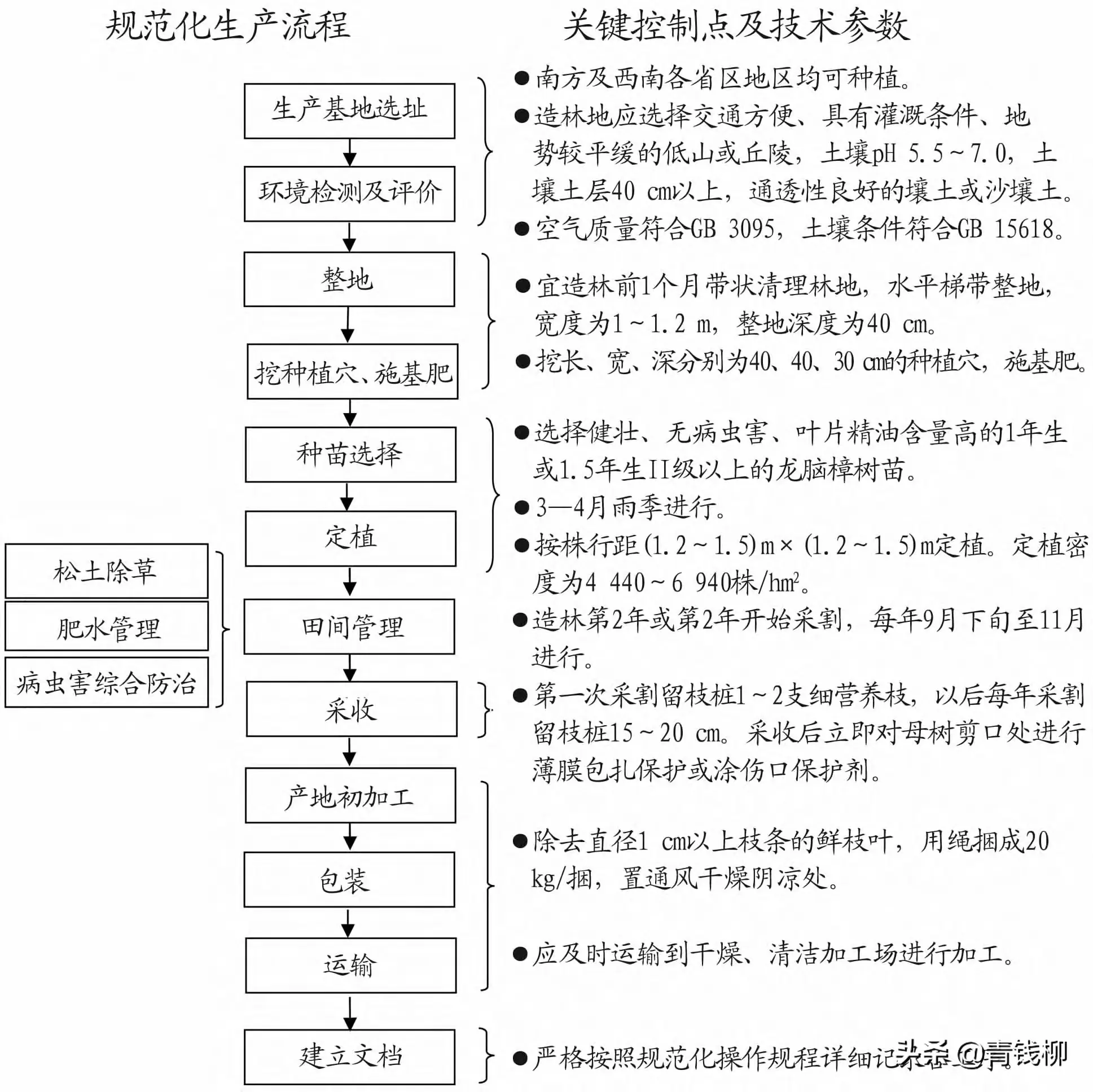 致富经董红卫种植龙脑樟树_龙脑樟树种植前景董红卫_龙脑樟树苗产地