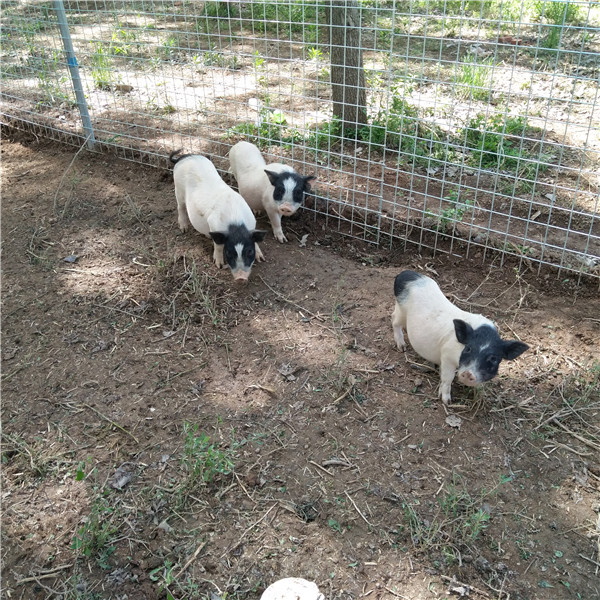 养殖巴马香猪技术与管理_养殖巴马香猪技术视频_2巴马香猪养殖技术