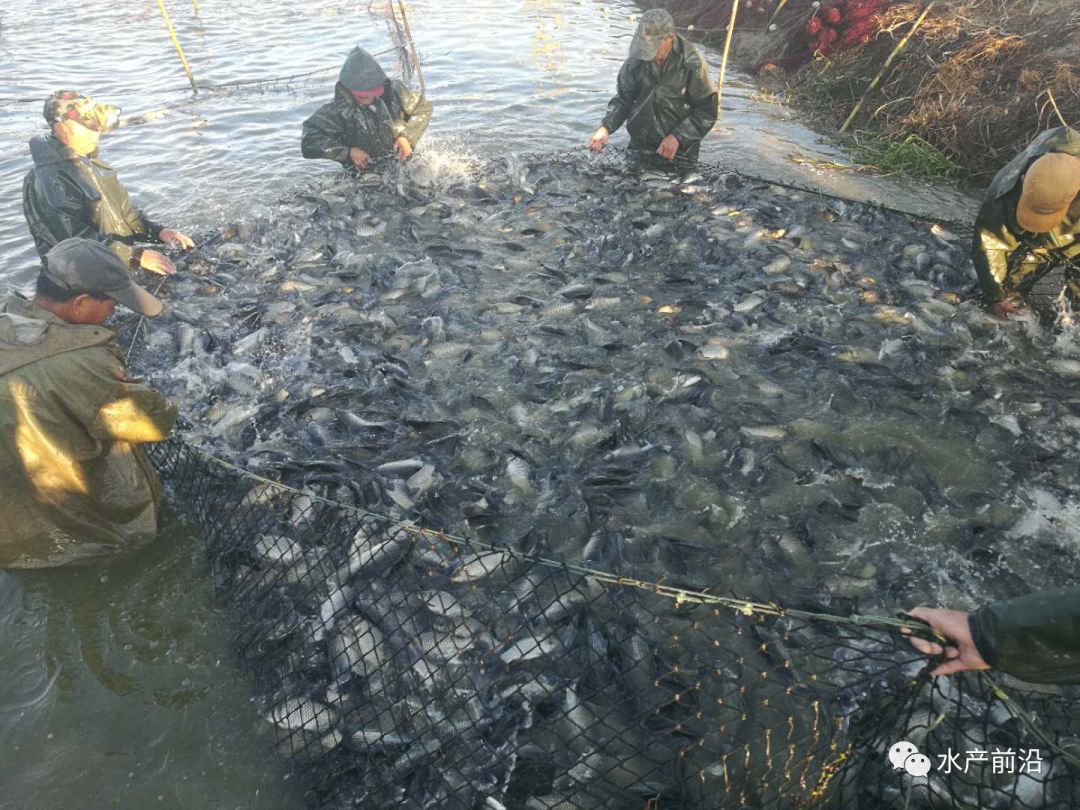 异育银鲫的育种方法_异育银鲫养殖情况_异育银鲫养殖技术