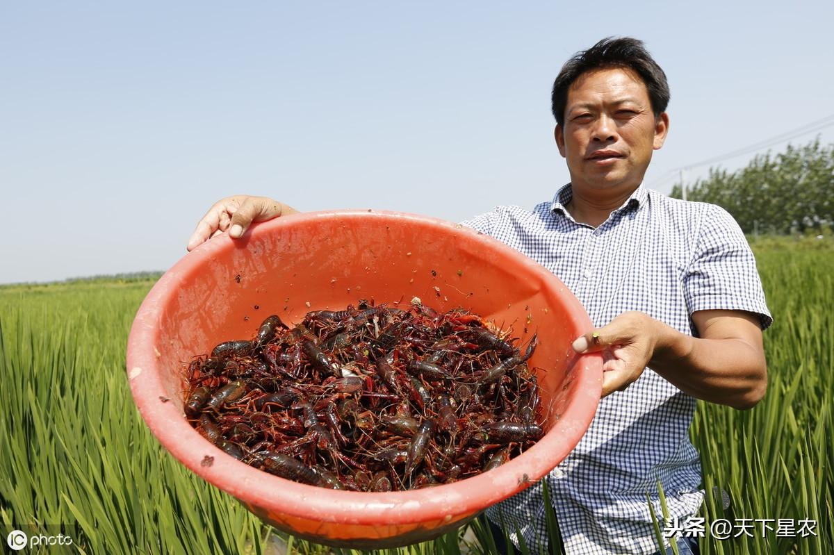 致富经农虾养殖_养虾致富经视频_致富虾养殖农药有哪些