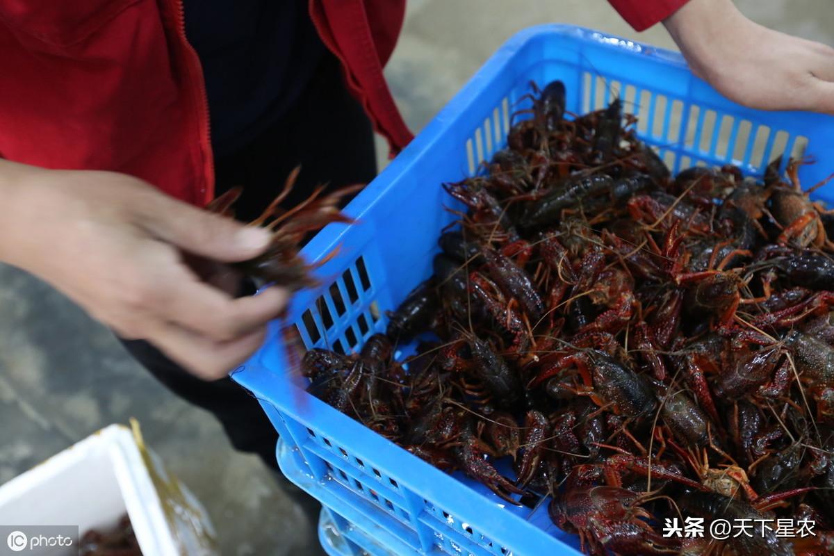 养虾致富经视频_致富虾养殖农药有哪些_致富经农虾养殖