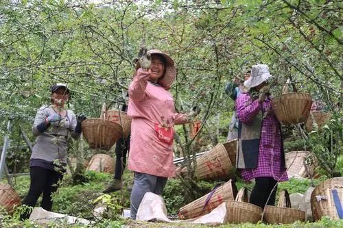 致富农经_美好田园农女翻身致富_致富经农一万