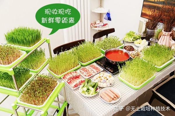 豆类蔬菜栽培技术_菜豆种植致富_菜豆种植技术