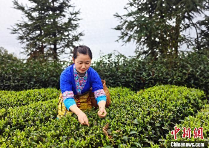 （走进中国乡村）广西侗寨茶园里的“致富经”