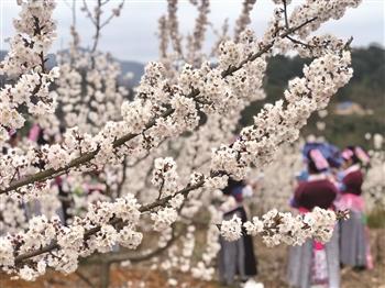 镇宁下巴地村：樱桃树开出“致富花”