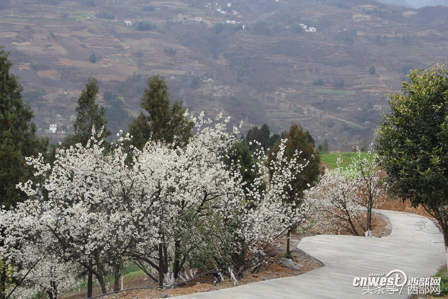 致富经种樱桃树_种植樱桃树效益怎么样_种植樱桃树