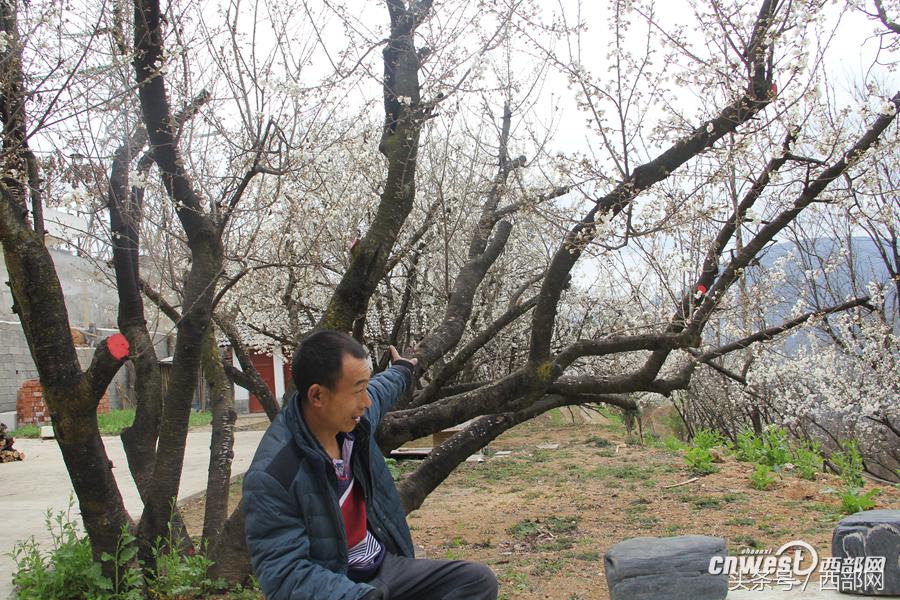 种植樱桃树效益怎么样_致富经种樱桃树_种植樱桃树