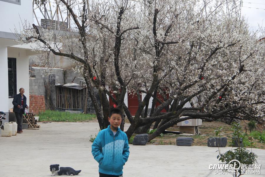 种植樱桃树效益怎么样_致富经种樱桃树_种植樱桃树