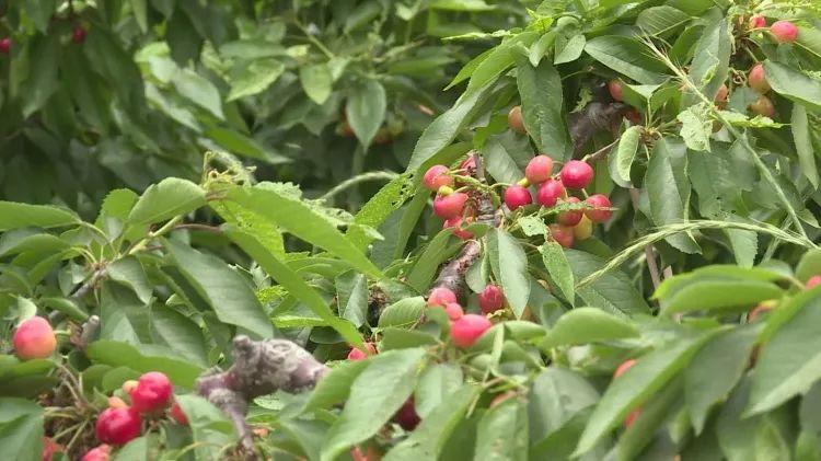 致富经种樱桃树_樱桃种植效益怎么样_种植樱桃树