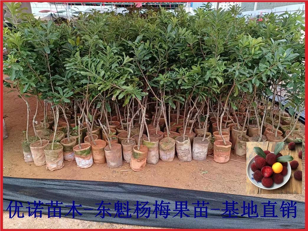 北方温室大棚可种植的九大南方水果品种，北方大棚可种植的南方优质特色品种。