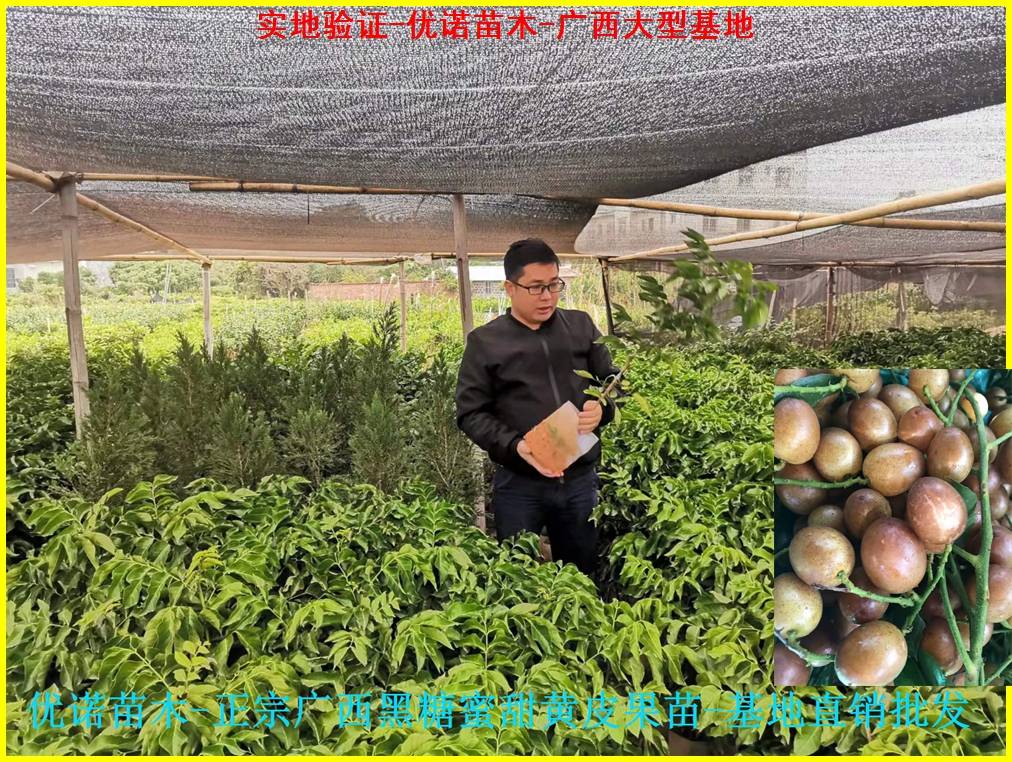 丘陵的地适合种植什么_丝瓜种植致富_广东丘陵种植致富