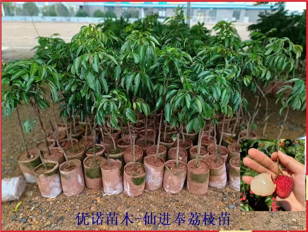 丘陵的地适合种植什么_丝瓜种植致富_广东丘陵种植致富