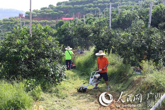 村民种植黑皮冬瓜致富_农村致富种植_广东丘陵种植致富