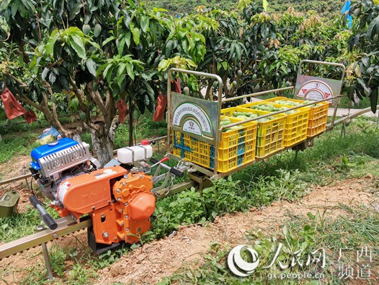 村民种植黑皮冬瓜致富_广东丘陵种植致富_农村致富种植