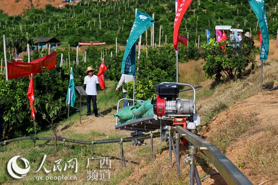 广东丘陵种植致富_农村致富种植_村民种植黑皮冬瓜致富