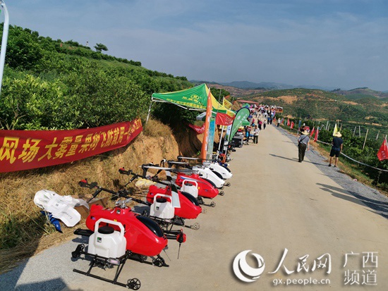 村民种植黑皮冬瓜致富_农村致富种植_广东丘陵种植致富