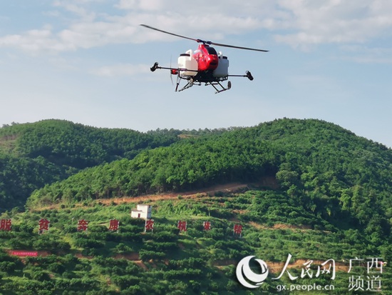 广东丘陵种植致富_村民种植黑皮冬瓜致富_农村致富种植