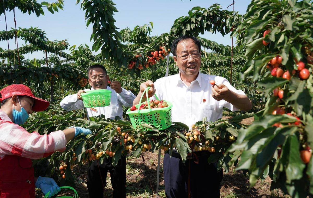 樱桃树树种_种樱桃树赚钱吗_致富经种樱桃树