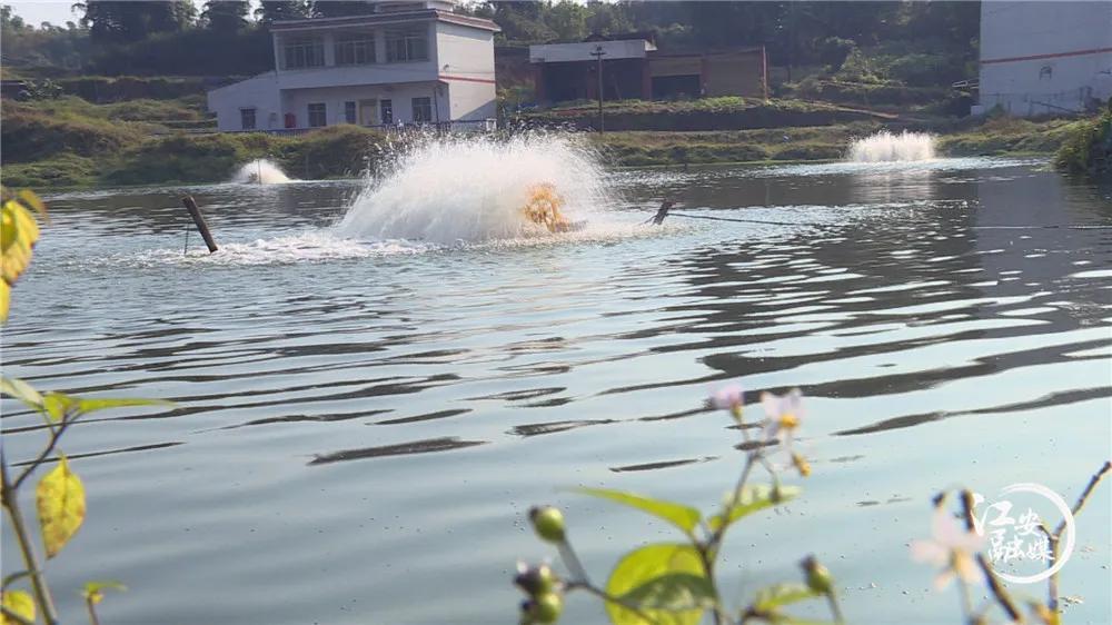 致富经河虾养殖_致富经农虾养殖_致富虾养殖农药有哪些