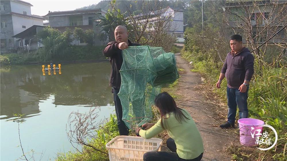 致富经河虾养殖_致富虾养殖农药有哪些_致富经农虾养殖