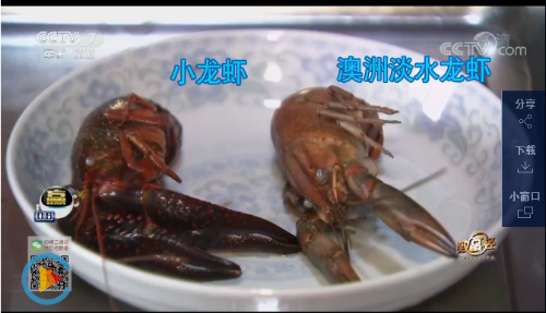 致富经河虾养殖_养虾致富经视频_致富经农虾养殖