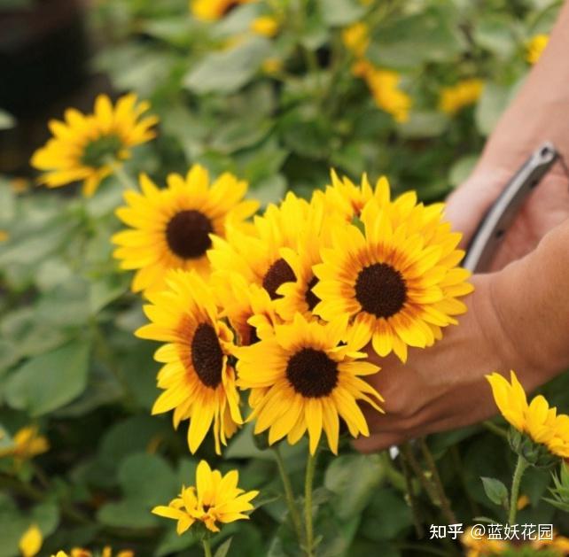 花菜种植视频播放_夏季花菜种植技术视频_花菜栽培技术视频