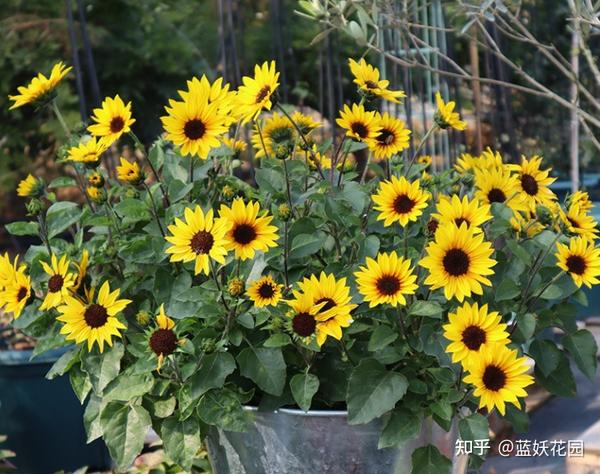 花菜栽培技术视频_花菜种植视频播放_夏季花菜种植技术视频