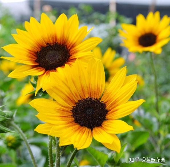 花菜栽培技术视频_夏季花菜种植技术视频_花菜种植视频播放