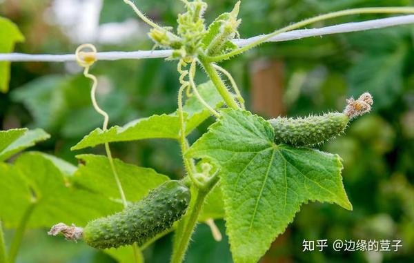 春季露天黄瓜种植时间_春季露天黄瓜种植技术_黄瓜春季露天种植技术视频