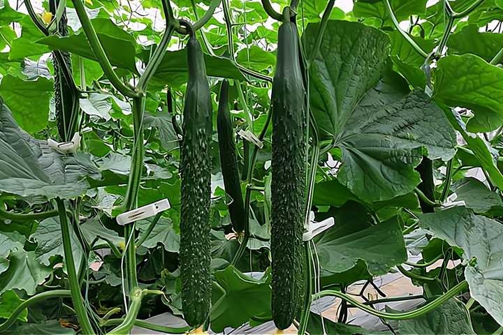 春季露天黄瓜种植时间_春季露天黄瓜种植技术_黄瓜春季露天种植技术与管理