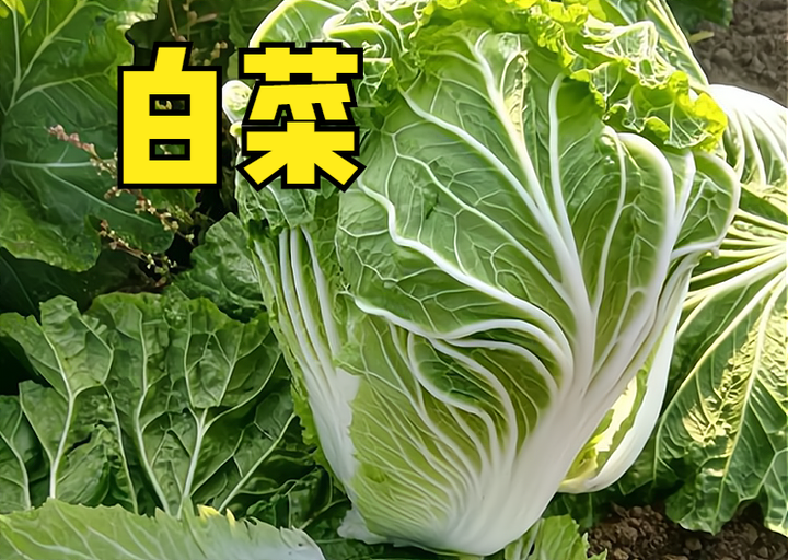 春季露天黄瓜种植技术_黄瓜春季露天种植技术与管理_春季露天黄瓜种植时间