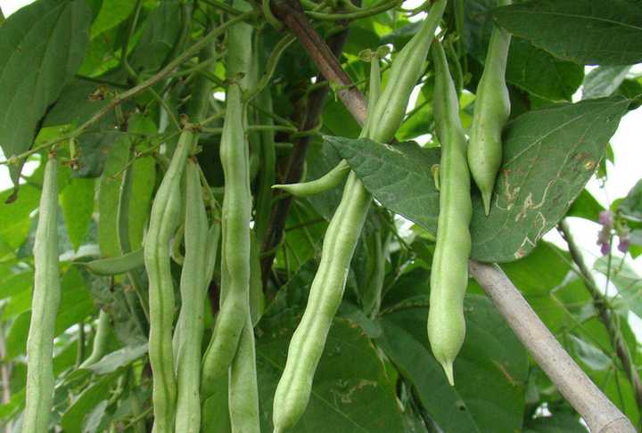 春季露天黄瓜种植技术_黄瓜春季露天种植技术与管理_春季露天黄瓜种植时间