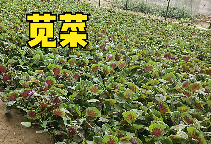 春季露天黄瓜种植技术_春季露天黄瓜种植时间_黄瓜春季露天种植技术与管理