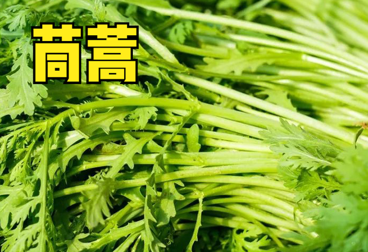 春季露天黄瓜种植技术_春季露天黄瓜种植时间_黄瓜春季露天种植技术与管理