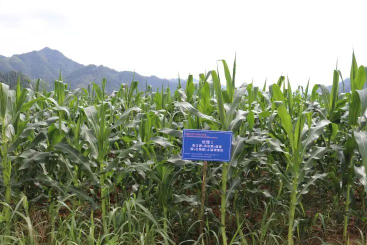 农村种植致富好项目_年种植什么赚钱种植致富项_广东丘陵种植致富