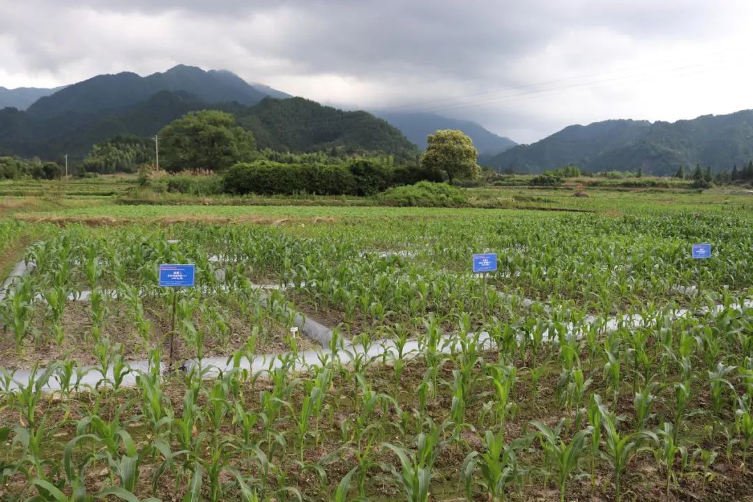 农村种植致富好项目_广东丘陵种植致富_年种植什么赚钱种植致富项