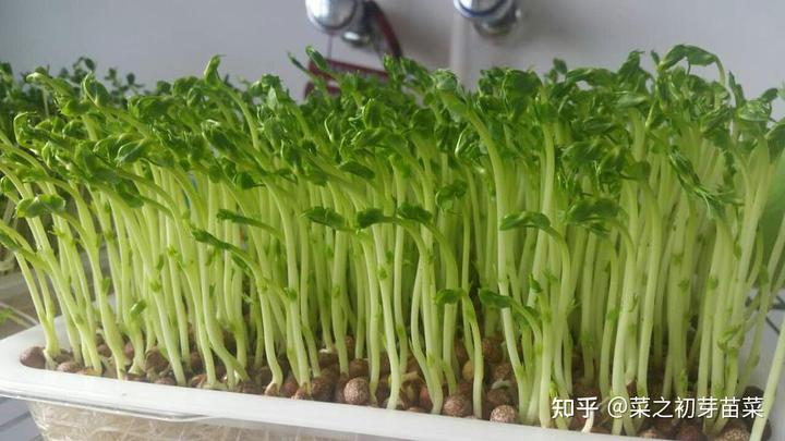 菜豆种植致富_致富种植菜豆芽视频_种植菜豆的过程