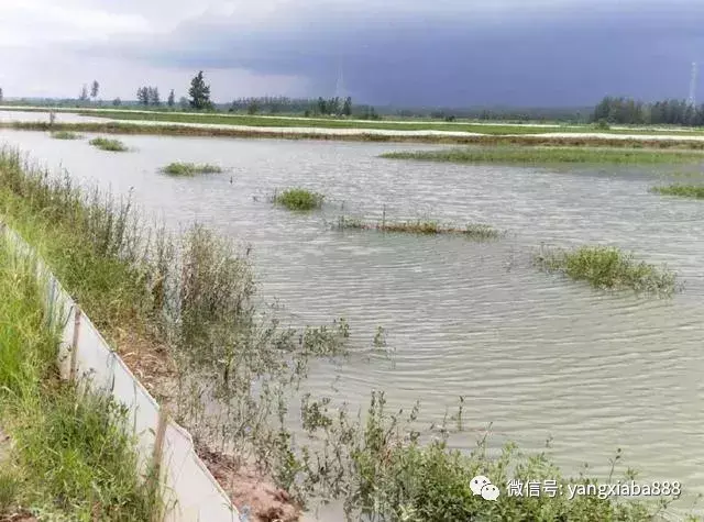 淡水青虾怎么养殖技术_淡水青虾的养殖新技术_青虾养殖水质要求