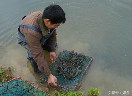 淡水青虾养殖技术视频_淡水青虾的养殖新技术_淡水青虾怎么养殖技术