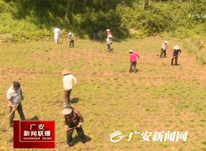 致富效果种植艾叶图片_致富效果种植艾叶怎么样_艾叶种植致富效果