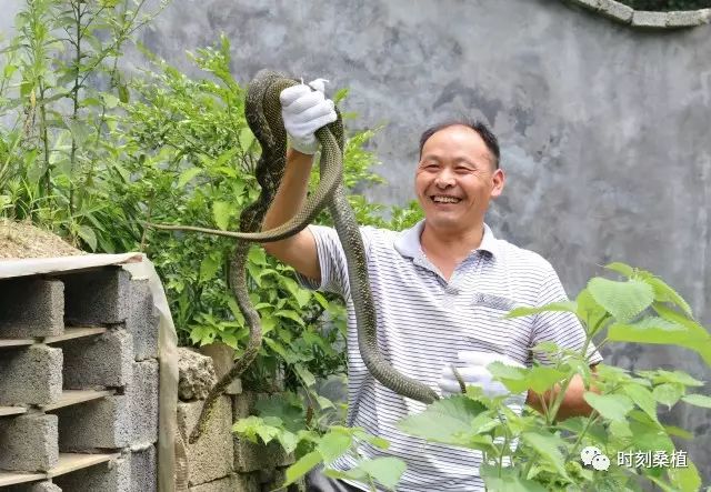 养蛇视频致富经_养殖蛇致富_养殖蛇需要投资多少钱