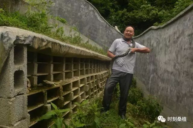 养殖蛇致富_养殖蛇需要投资多少钱_养蛇视频致富经