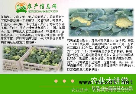 农业技术：花椰菜缺硼该怎么办？