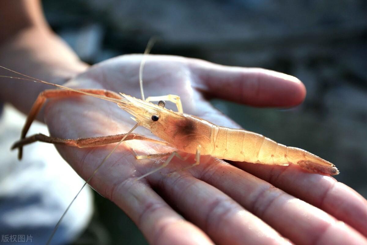 淡水青虾养殖技术视频_青虾养殖水质要求_淡水青虾怎么养殖技术