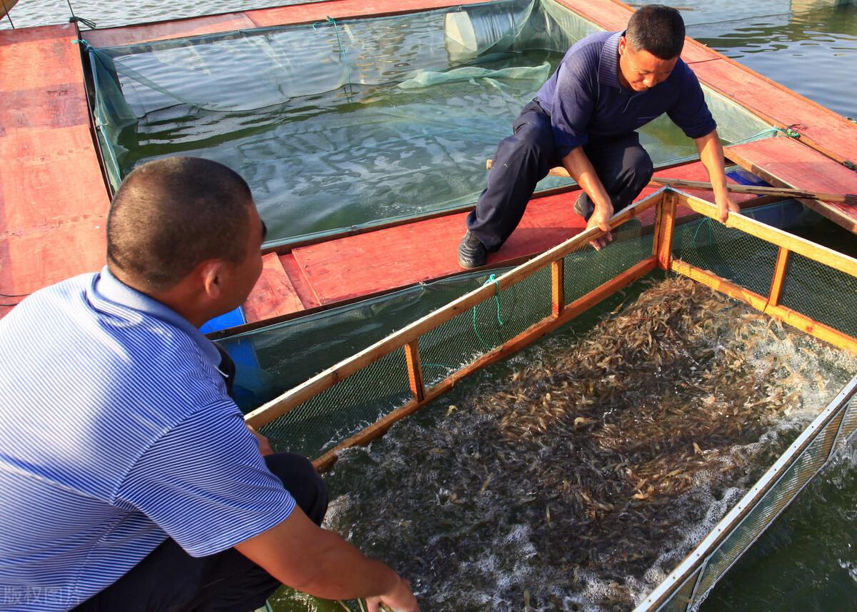 淡水青虾养殖技术视频_淡水青虾怎么养殖技术_青虾养殖水质要求