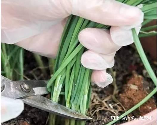 种植折耳根视频_种植折耳根要多少成本_折耳根怎样种种植技术